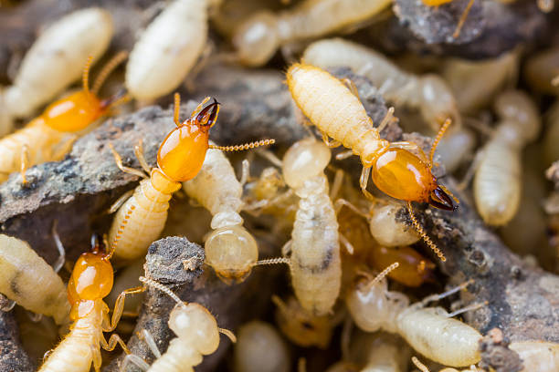 Termites, termites in woods