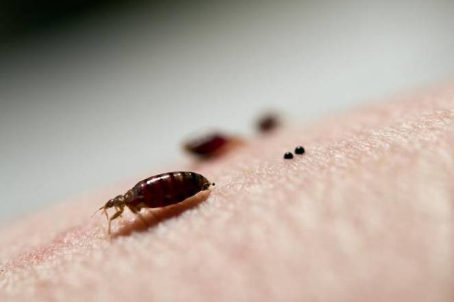 Bed Bugs management and control