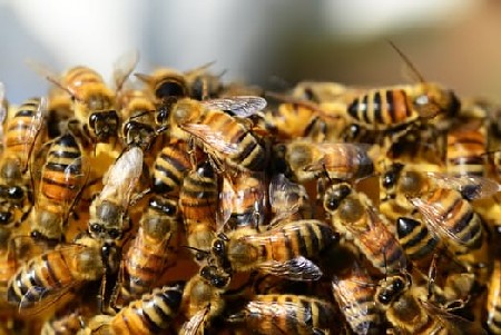 Bees, contact Masters Pest Control Sydney 