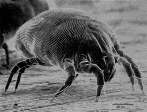 About Dust Mite