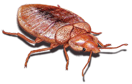 Getting Rid of Bed Bugs Once and For All