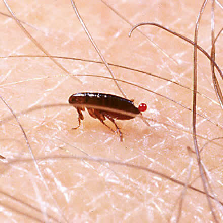 Importance of Professional Flea Treatment - Pest Control