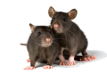 Mice Management in Penrith, Sydney
