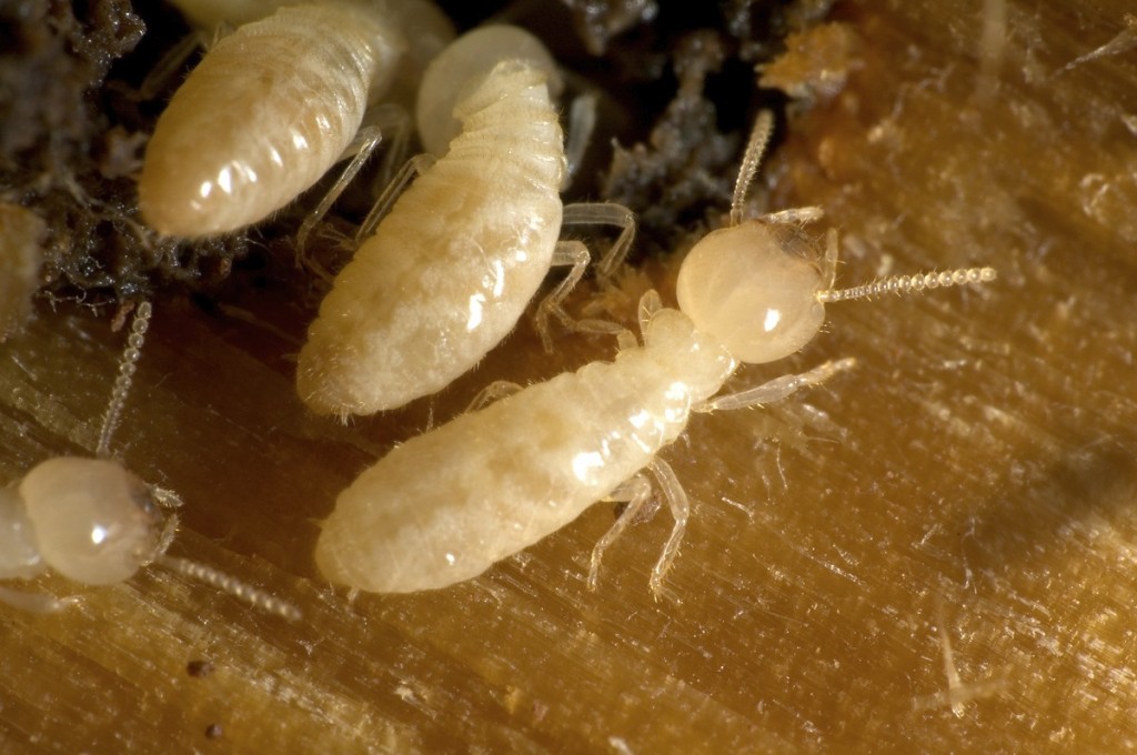 signs of termite infestation