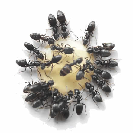 Ants in your house