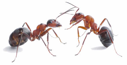 Ants control and treatment services