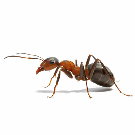 Ants control and treatment services Sydney