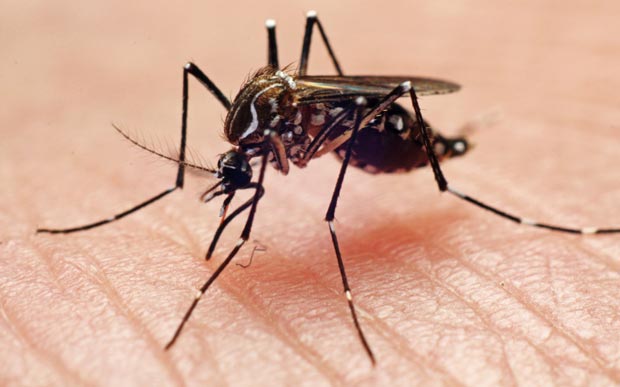 australian mosquito