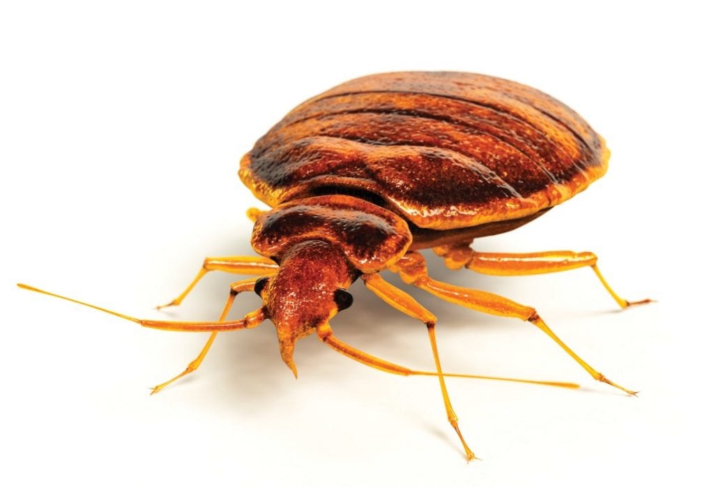 Expert pest controller will find and eradicate even the smallest bed bug.