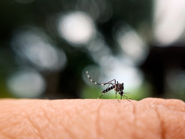 mosquito pest control in sydney