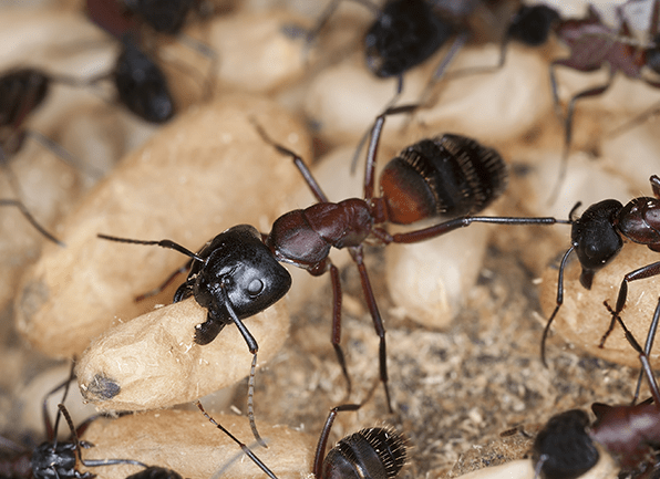 Termites are white ant-like insects that eat wood