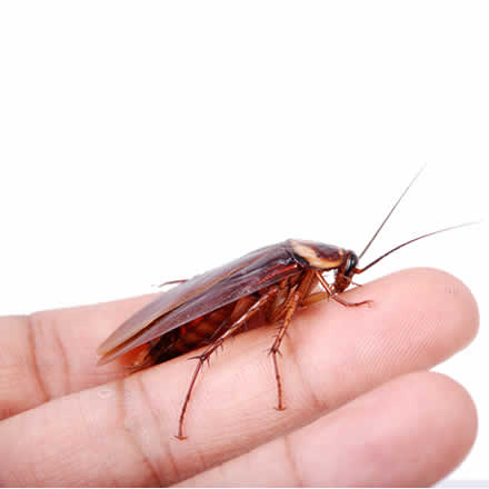 cockroach pest in Sydney