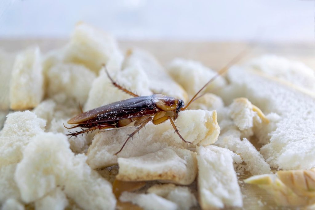 cockroach pest extermination australia