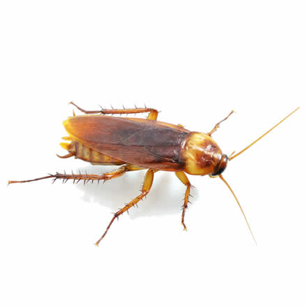 cockroaches pest control Sydney