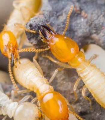 termite infestations result in billions