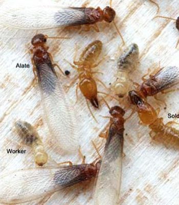 Termites Control Sydney