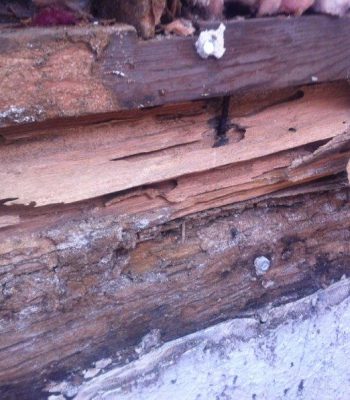 termite infestation in a residential property