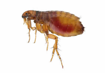 fleas pest Sydney