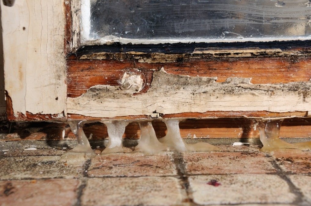 pest prevention tip - house decay attracts pests