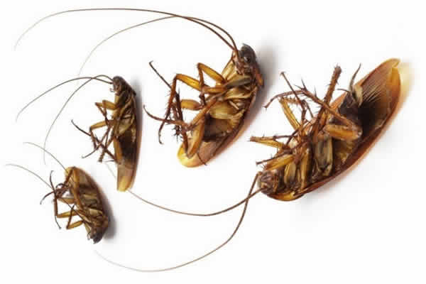 Cockroaches Control Services in Girraween area, Our experts service the entire Sydney region for cockroaches, rats, spiders, ants, termites and many other pests. Commercial and residential specialists.