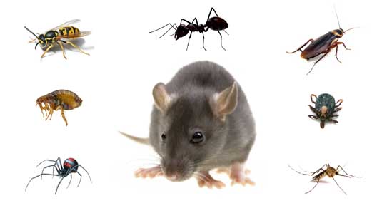 Greystanes Ant infestations, Bed Bug infestations, Cockroach infestations, German Cockroach infestations, Pest Inspection, Rat infestations, Spider infestations, Termite infestations