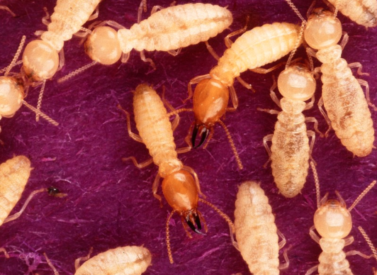 identifying termites
