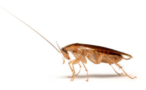 Common facts about German cockroaches