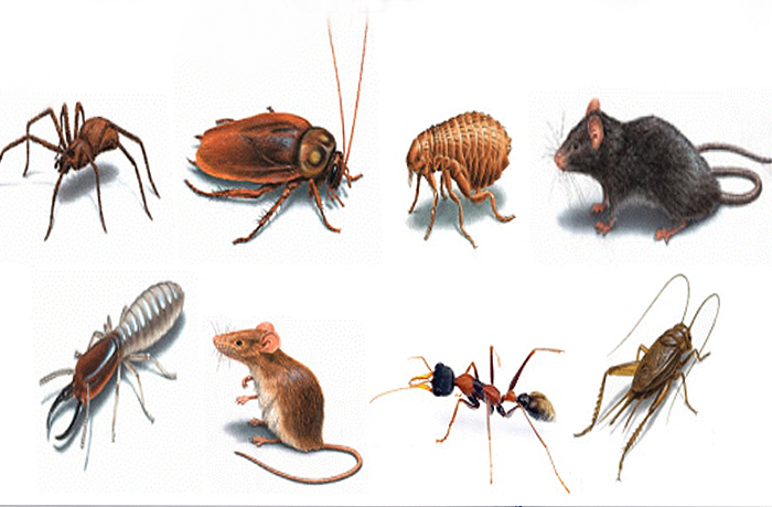 common types of pests
