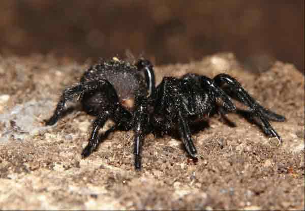 Sydney Australia funnelweb spider