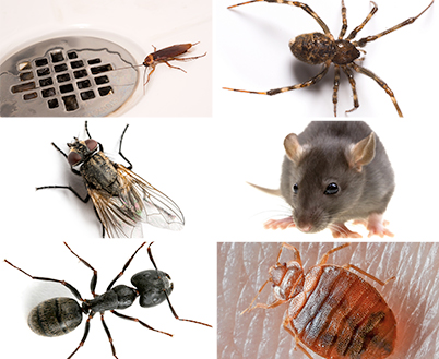 Masters Pest Control Sydney is the leading pest company in Oakville