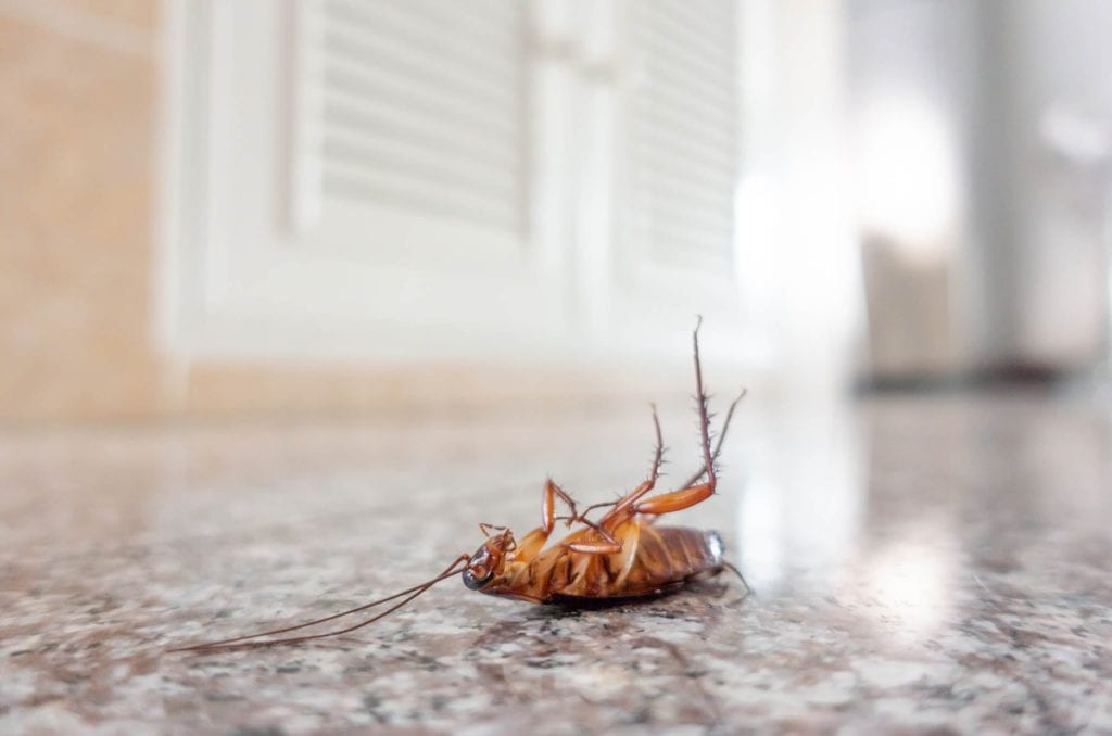 cockroach pest control Syndey exterminators