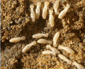 Termite baiting systems