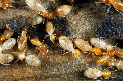 Termites Inspection Masters Pest Control Sydney