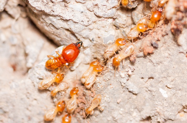 Masters Pest Control Sydney Termite Prevention
