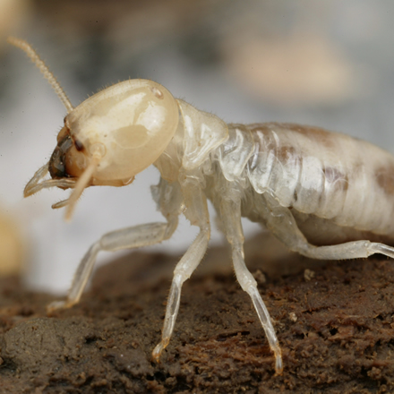 Pest Control against Termites in Sydney, Australia