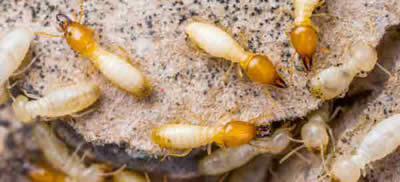 termite pest control in greystanes