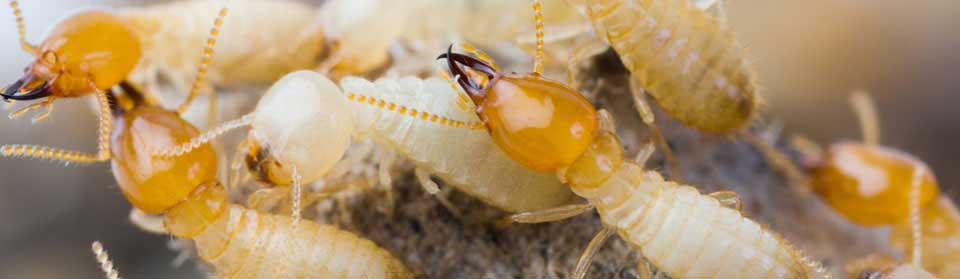 Termites Sydney Pest Control