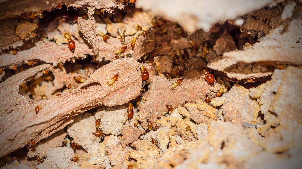 termites useful home remedies