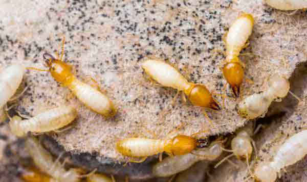 treating termites infestation in sydney