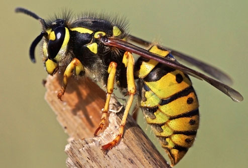 wasps pest control in Sydney area
