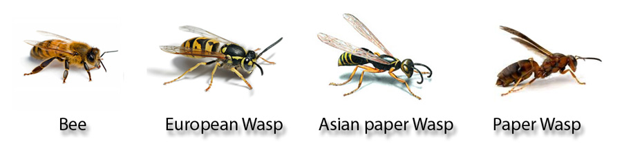 different wasps & bees species